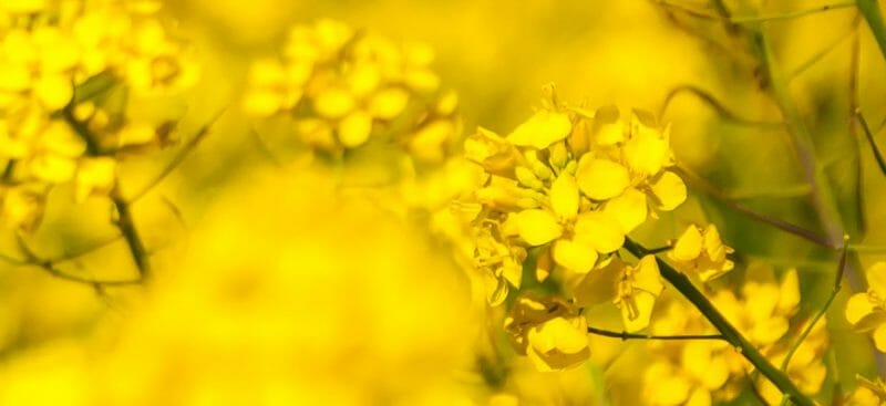 A close-up image of yellow flowers