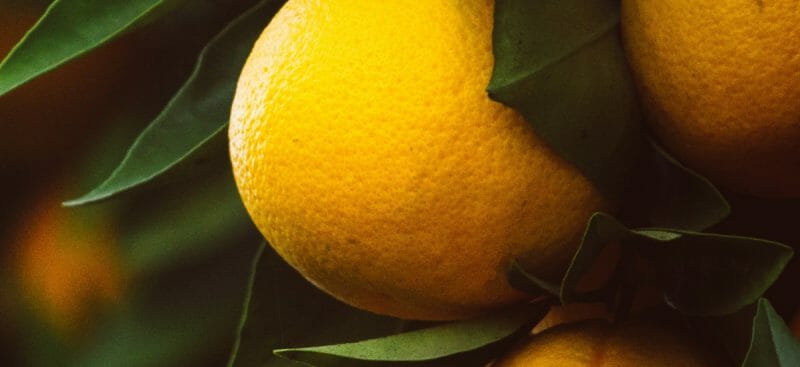 Close-up photo of oranges growing naturally