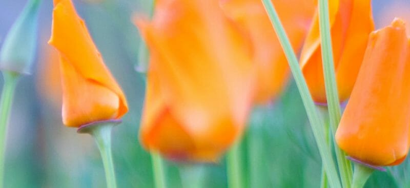 Close-up photo of orange California poppies