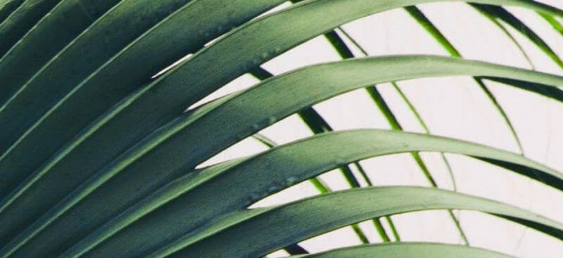 A close-up photo of arching fern leaves