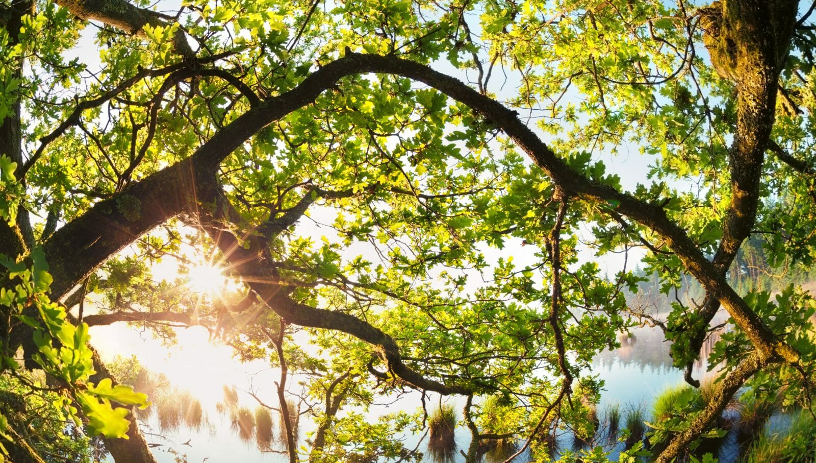 Looking up into tree branches rich with foliage. The sun shining through with vibrant rays of light.