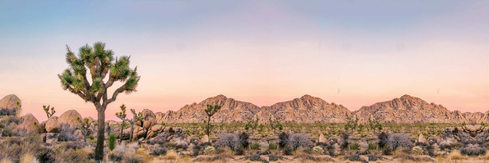 Joshua tree at dusk