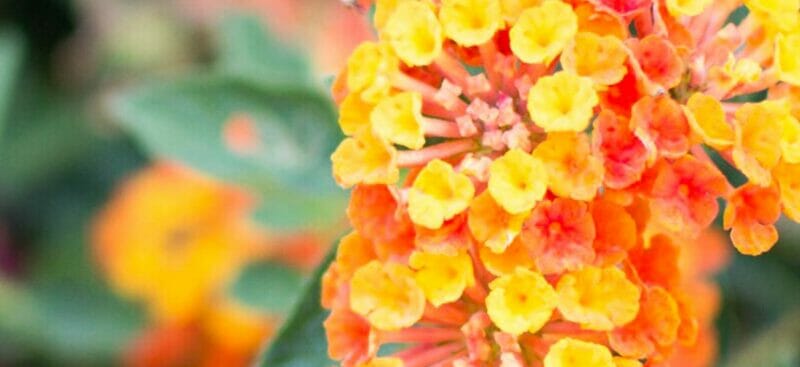 Close up photo of a orange and yellow flower