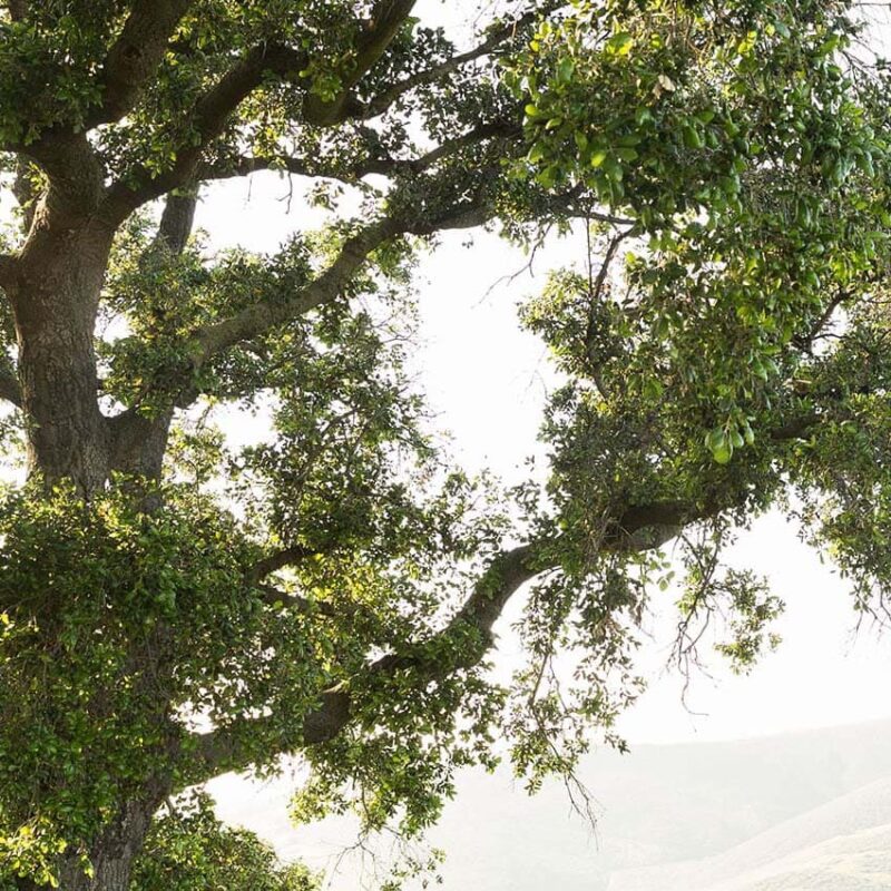 Limbs of a graceful California Coastal Oak