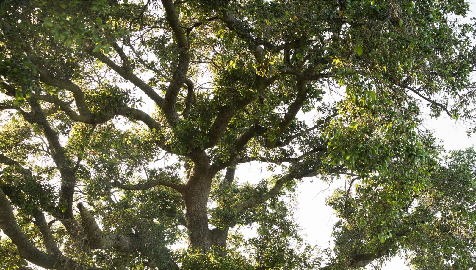 An oak tree on a hillside in Southern California