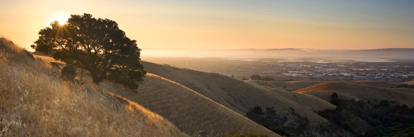 An oak tree on a hillside in Southern California at sunset